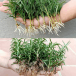 El Truco Infalible para Hacer Florecer el Romero El Truco Infalible para Hacer Florecer el Romero