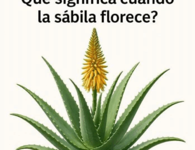 La ventaja de un alimentación saludable y benegicios La ventaja de un alimentación saludable y benegicios