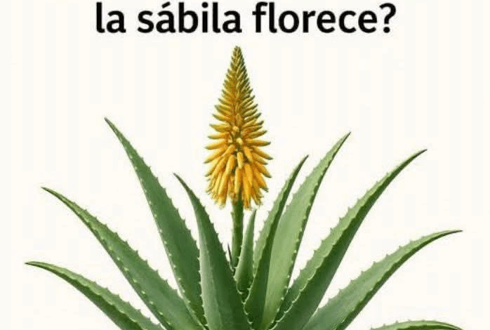 La ventaja de un alimentación saludable y benegicios