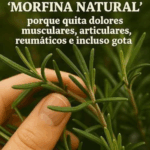 Descubre las propiedades curativas del romero Descubre las propiedades curativas del romero