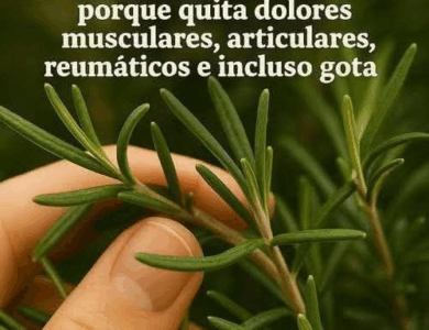 Descubre las propiedades curativas del romero Descubre las propiedades curativas del romero