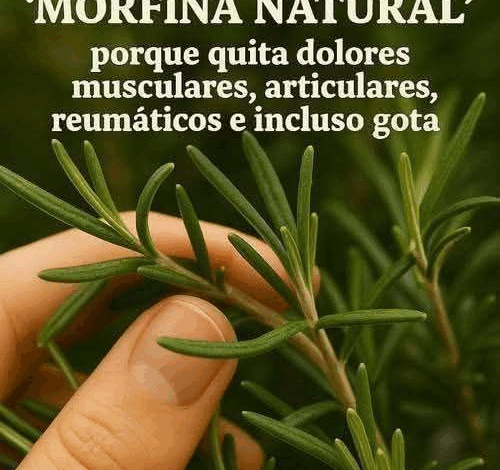 Descubre las propiedades curativas del romero