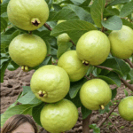 La guayaba una fruta de calidad