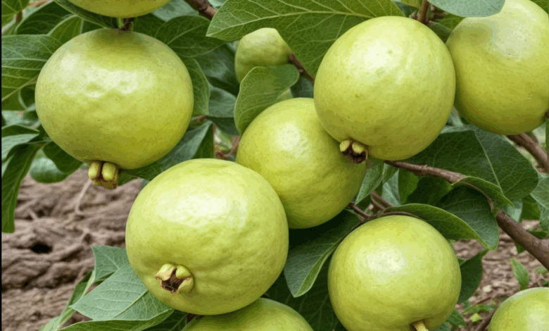 La guayaba una fruta de calidad