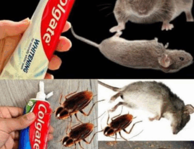 Eliminar Ratas y Plagas con Pasta Dental: Un Truco Casero Inesperado Eliminar Ratas y Plagas con Pasta Dental: Un Truco Casero Inesperado