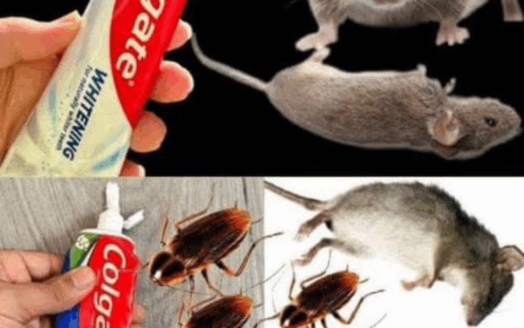 Eliminar Ratas y Plagas con Pasta Dental: Un Truco Casero Inesperado