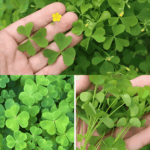 si la tienes no elimines nunca esta planta de tu jardin