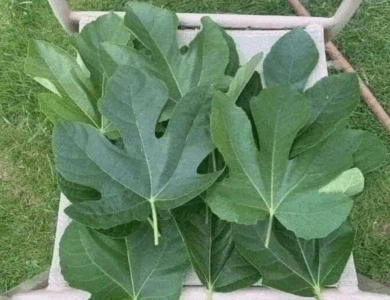 todos los beneficios que debes conocer de las hojas de higos todos los beneficios que debes conocer de las hojas de higos