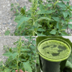 Un tesoro escondido en tu jardín: descubre los beneficios para la salud del amaranto Un tesoro escondido en tu jardín: descubre los beneficios para la salud del amaranto