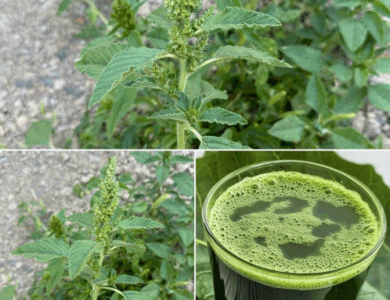 Un tesoro escondido en tu jardín: descubre los beneficios para la salud del amaranto Un tesoro escondido en tu jardín: descubre los beneficios para la salud del amaranto