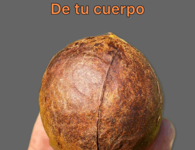Semilla de Aguacate: ¿Para Qué Sirve y Cómo Usarla? Semilla de Aguacate: ¿Para Qué Sirve y Cómo Usarla?