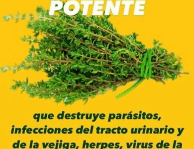 ¡Hervir 5 ramas de romero te librará de más de un problema!