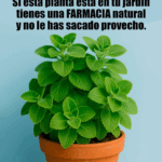Planta que Puede Reparar Casi al Instante tu Hígado Planta que Puede Reparar Casi al Instante tu Hígado