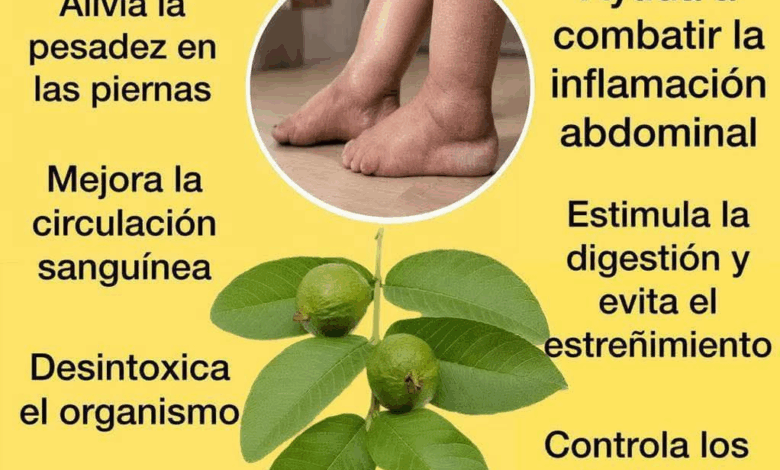 Hojas de Guayaba para la Retención de Líquidos