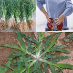 BENEFICIOS DE LA HIERBA DE GANSO -PATA DE GALLINA- BENEFICIOS DE LA HIERBA DE GANSO -PATA DE GALLINA-