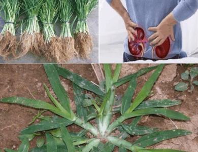 BENEFICIOS DE LA HIERBA DE GANSO -PATA DE GALLINA-