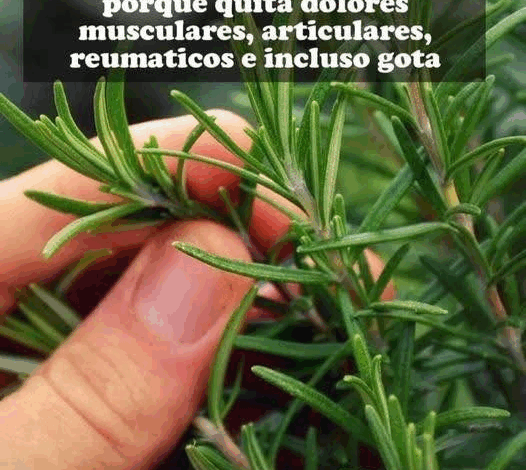 Le llaman morfina natural si sufres de dolores articulares o musculares