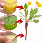 Beneficios del Diente de León, Para Qué se Usa (y Cómo Consumir) Beneficios del Diente de León, Para Qué se Usa (y Cómo Consumir)