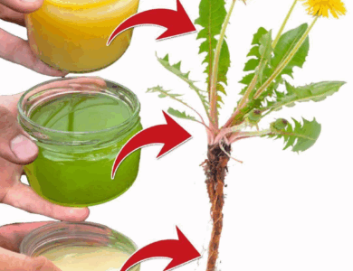 Beneficios del Diente de León, Para Qué se Usa (y Cómo Consumir)