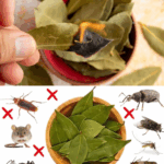 Hojas de laurel: el secreto natural para mantener tu hogar libre de plagas Hojas de laurel: el secreto natural para mantener tu hogar libre de plagas