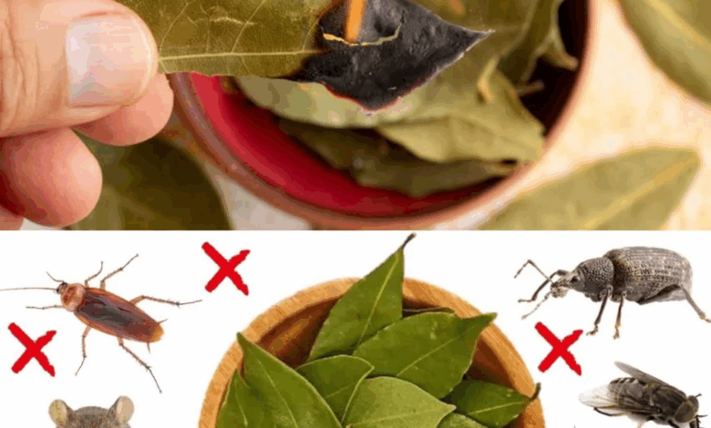 Hojas de laurel: el secreto natural para mantener tu hogar libre de plagas