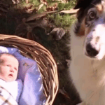 Escuché a mi perro ladrar en el patio trasero: ¡Lo que encontré me dejó sin palabras!