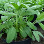 5 razones para beber té de hierbas de salvia