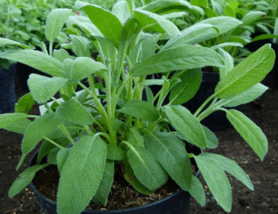 5 razones para beber té de hierbas de salvia