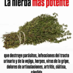 Elimina infecciones y fortalece tu sistema inmune con infusión de romero