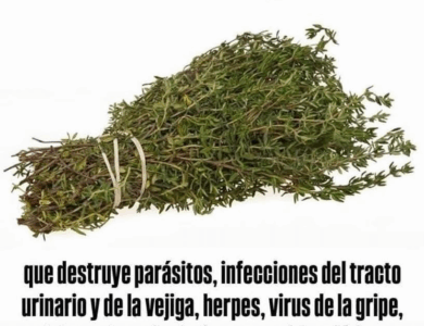 Elimina infecciones y fortalece tu sistema inmune con infusión de romero Elimina infecciones y fortalece tu sistema inmune con infusión de romero