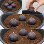 Cultiva higos en maceta de forma sencilla Cultiva higos en maceta de forma sencilla