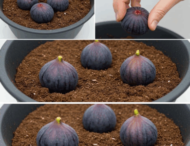 Cultiva higos en maceta de forma sencilla