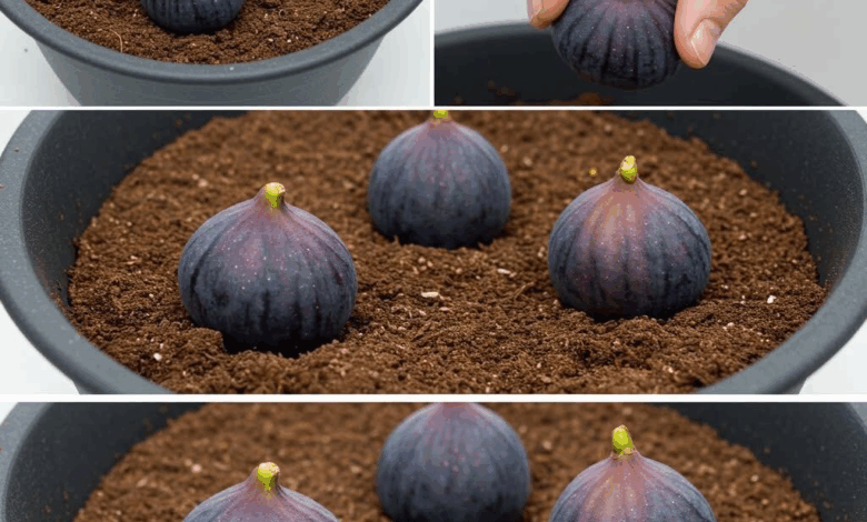 Cultiva higos en maceta de forma sencilla