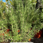 El romero: una hierba milenaria con grandes beneficios para tu salud