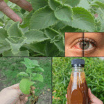 El secreto para cuidar tus ojos y mejorar tu visión: Orégano para la vista El secreto para cuidar tus ojos y mejorar tu visión: Orégano para la vista