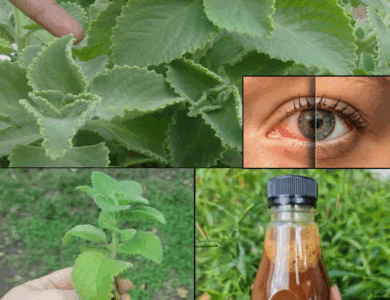 El secreto para cuidar tus ojos y mejorar tu visión: Orégano para la vista