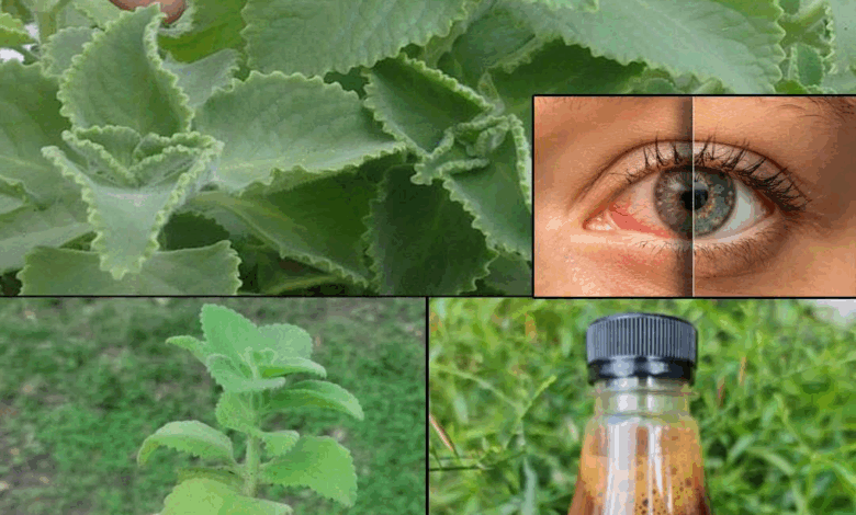 El secreto para cuidar tus ojos y mejorar tu visión: Orégano para la vista