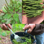 Una de las mejores plantas medicinales: Plantago major (Llantén mayor)