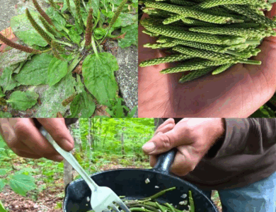 Una de las mejores plantas medicinales: Plantago major (Llantén mayor) Una de las mejores plantas medicinales: Plantago major (Llantén mayor)