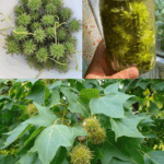 Liquidámbar americano: beneficios para tu salud y cómo usarlo en casa