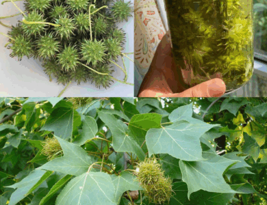 Liquidámbar americano: beneficios para tu salud y cómo usarlo en casa