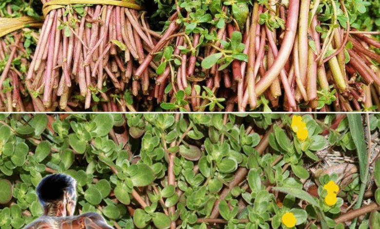 La verdolaga: mejor que comer siete carnes