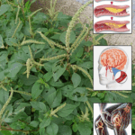 Todo lo que debes saber sobre el amaranto y cómo consumirlo