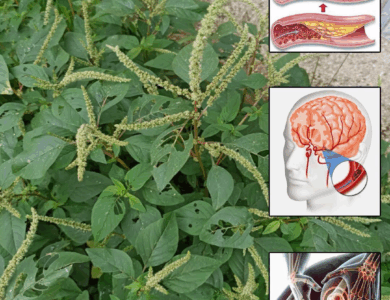 Todo lo que debes saber sobre el amaranto y cómo consumirlo Todo lo que debes saber sobre el amaranto y cómo consumirlo