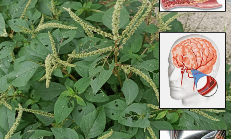 Todo lo que debes saber sobre el amaranto y cómo consumirlo