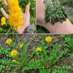 ¿Por qué debes consumir diente de león? ¿Por qué debes consumir diente de león?