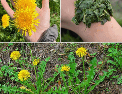 ¿Por qué debes consumir diente de león?