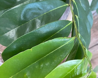 Hojas Milagrosas: Té de Guanábana Hojas Milagrosas: Té de Guanábana