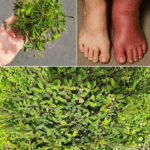 Descubre todos los beneficios de la Mimosa pudica