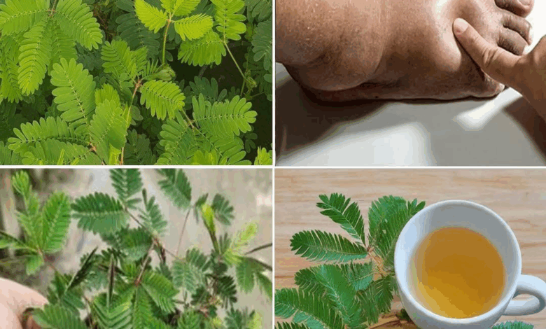 Descubre todos los beneficios de la Mimosa pudica